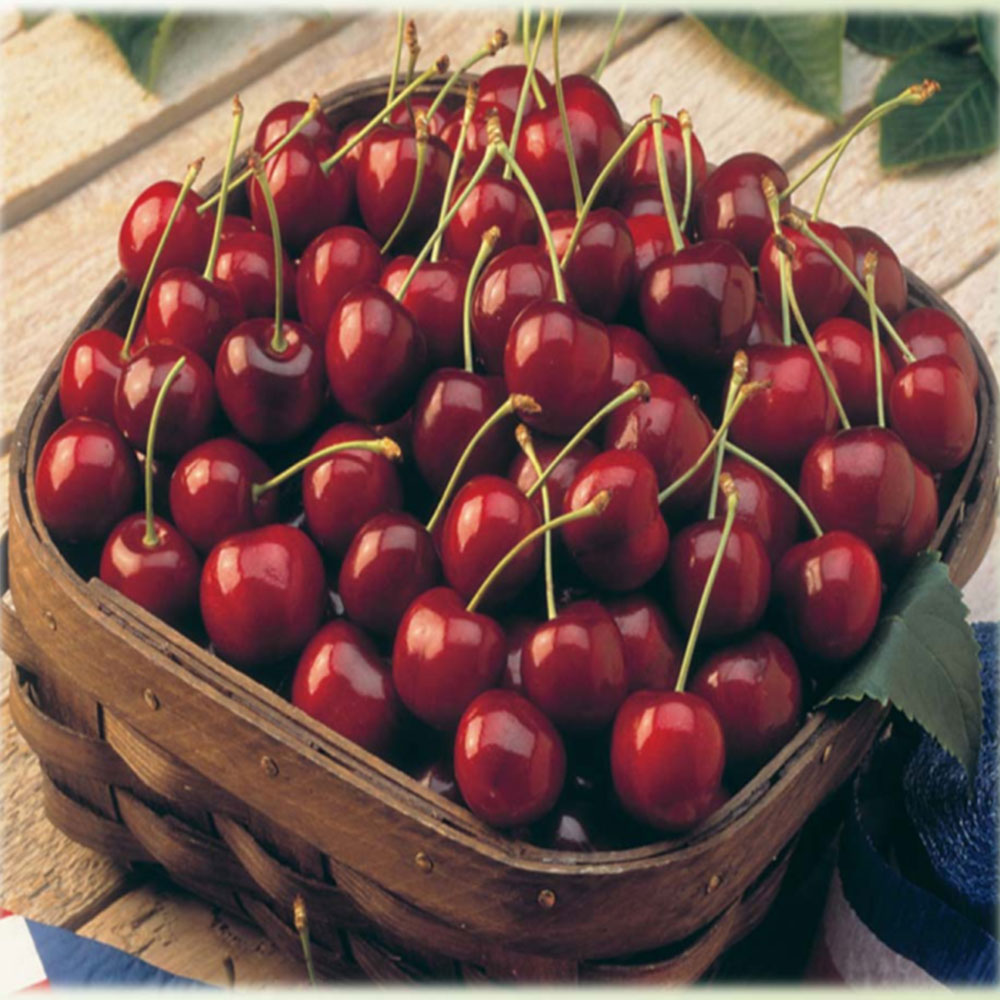 Cherries – Global Food Corridors